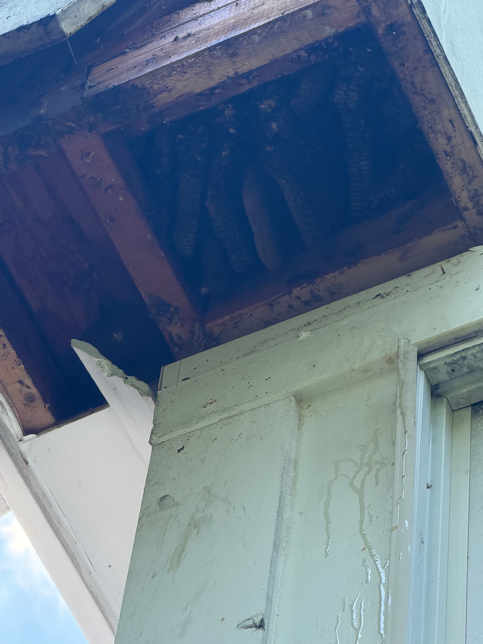 What's Really Hiding Inside Your Roof Right Now image